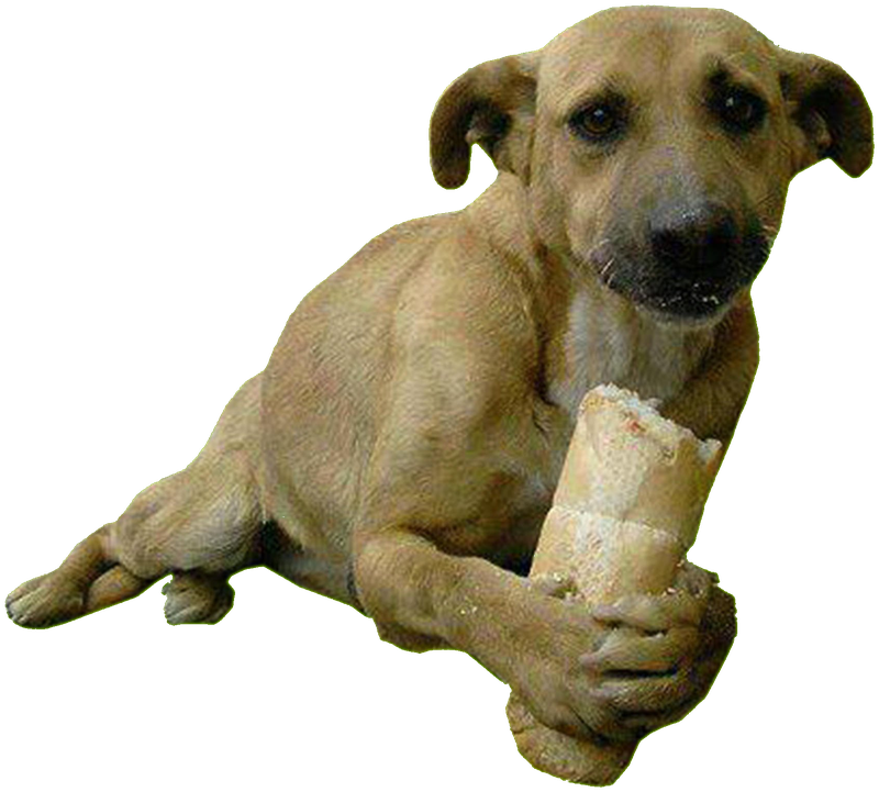 A dog holding a piece of bread
